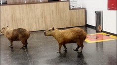 FOTO a VIDEO: Nečakaná návšteva v parlamente. Kapybary vošli priamo do budovy