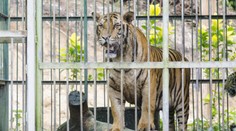 Majiteľ českej farmy, na ktorej tiger zmrzačil ženu, už na stránke hladkanie šeliem neponúka