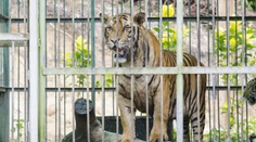 Majiteľ českej farmy, na ktorej tiger zmrzačil ženu, už na stránke hladkanie šeliem neponúka