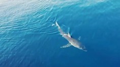 Nové zábery na žraloka v Chorvátsku: Turisti sledujú jeho pohyb