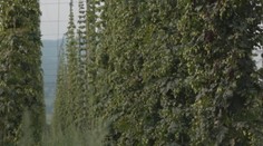 Koniec chmeľníc: Na Slovensku máme štyri, dve sa rozhodli skončiť