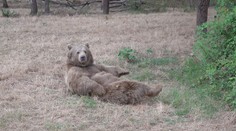 Najväčší zimní spachtoši v našich horách? Na tieto zvieratá sa nechytajú ani medvede