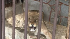 Žena chcela pomôcť levici v zoo. Zviera možno preto utratia
