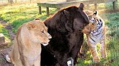 Takéto priateľstvo ste ešte nevideli. Spojila ich krutá minulosť