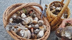 Začala sa hubárska sezóna, z týchto lokalít sa určite nevrátite naprázdno