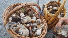 Začala sa hubárska sezóna, z týchto lokalít sa určite nevrátite naprázdno
