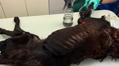 Psa týral krutým spôsobom. Zviera zožierali larvy, museli ho utratiť