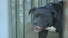 Chlapec zachránil 9-ročnej kamarátke život. Dohryzol ju pitbull