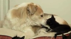 Pes a mačka v Pardubiciach spálili mäso v rúre a privolali tak hasičov