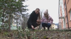 Snežienky už rozkvitli: Na Vianoce sa z nich tešili v Trenčíne