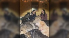 Stres a zúfalé zavýjanie. Silvestrovskú noc sme strávili v útulku pre problémových psov