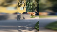 VIDEO: Mysleli si, že sa im sníva. Po sídlisku v Košiciach pobehovala krava
