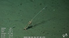 Fascinujúci život hlboko pod hladinou mora. Svet sleduje unikátny živý prenos, pozrite si zábery expedície