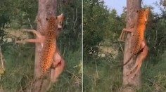 VIDEO: Neuveriteľný výkon leoparda: S korisťou v ústach ukázal ohromnú silu