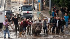 Všetky nezvestné levy a tigre zo zoo v Tbilisi našli uhynuté