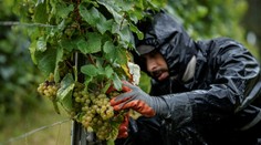 Zber hrozna prebieha už vo veľkom. Strapce vešajú na povalu ako bielizeň