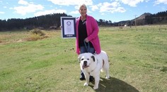 Fenka Mochi má najdlhší jazyk na svete. Vyplazila ho do kamery