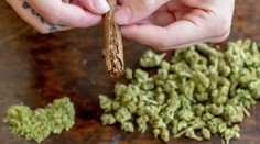 Zabudnite na mýtus o bezpečnej droge. Podľa nových zistení môže marihuana poškodzovať dôležitý orgán
