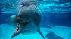 Stúpajú úmrtia delfínov po havárii ruských tankerov v Kerčskom prielive