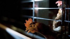 Rusko zakázalo dovoz hydinového mäsa aj zo Slovenska