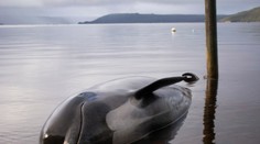 Hrozný pohľad na najväčší úhyn veľrýb v histórii. Záchranárom sa hrnú slzy do očí