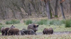 Stádo diviakov z cintorína Slávičie údolie sa podarilo dostať späť do lesa