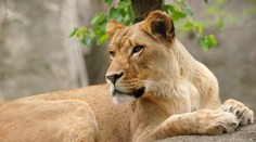 Levica zabila v zoo leva, s ktorým mala tri mláďatá. Pre vedcov je to záhada