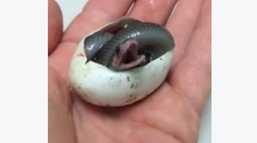 Pozoruhodné video: Takto vyzerá prvý nádych hada