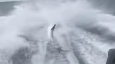 Mladíci utýrali žraloka na smrť. Drastické video vyvolalo obrovský ohlas