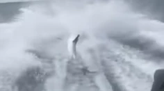 Mladíci utýrali žraloka na smrť. Drastické video vyvolalo obrovský ohlas