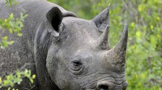 Nosorožec zabil na trhovisku ženu a šesť ľudí zranil