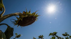 Horúčavy prepísali dejiny meraní. Európa zažila najteplejšie leto