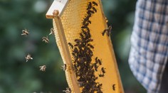 Očkovať budú aj hmyz: Americká vláda schválila prvú vakcínu na svete pre včely