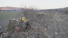 O starostovské kreslo ho pripravilo 11 spílených stromov. Obec na východe Slovenska v centre škandálu
