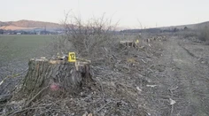O starostovské kreslo ho pripravilo 11 spílených stromov. Obec na východe Slovenska v centre škandálu