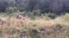 Na Čertovici ste pri ceste mohli včera stretnúť takéhoto medveďa