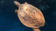 VIDEO: Nechutný čin v Egypte. Turista, pravdepodobne z Česka, vyryl svoje meno do panciera korytnačky