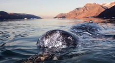 VIDEO: Vedci si posvietili na jedného z najzáhadnejších tvorov oceánov. Hlavná zbraň narvalov neslúži iba na lov