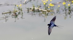 Za zhodenie hniezda lastovičke alebo belorítke hrozí pokuta až 9958 eur