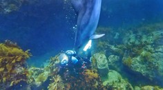 VIDEO: Úrady v Japonsku varujú pred agresívnymi delfínmi. Dieťaťu museli po útoku zašiť ranu 30 stehmi