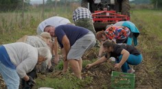 Samozber je hitom aj po lete. Ľudí na poliach čaká bohatá úroda