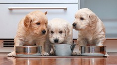 Psov bez čipov veterinár už po novom neošetrí