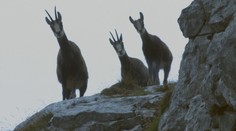 Nik netuší, kedy a či sa vôbec pokles zastaví. V Tatrách na stovky ubúda kamzíkov