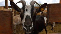 Na Farme nezažiarili len farmári: Toto sú tiež televízne hviezdy!