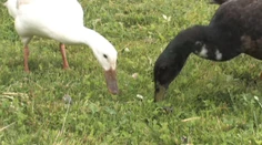 Slimáky terorizujú záhradkárov. Na pomoc prichádzajú mäsožravé kačky