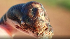 Ďalšia abnormalita v zvieracom svete. Našli hada s troma očami