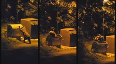 Mal to byť liek na pažravé medvede, no stačila jedna chyba a šelma dala ľudom ďalšiu lekciu