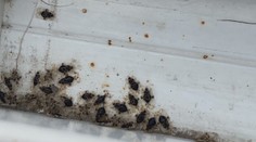 Sú ich plné balkóny. Košičanov trápi neviditeľný škodca, zvláštny druh bzdochy