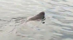 VIDEO: Pri obľúbenej pláži na juhu Španielska sa objavil osemmetrový žralok