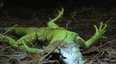 VIDEO: Nebývalý úkaz na Floride. Obyvateľov šokovali padajúce leguány